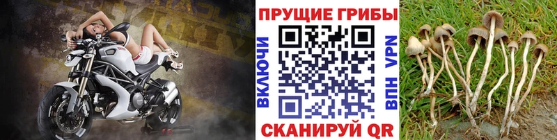 Галлюциногенные грибы прущие грибы  blacksprut зеркало  Собинка 